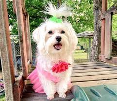 Cut hair zu günstigen preisen. Cute Maltese Hair Cuts And Styles