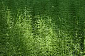 Daraufhin stirbt der schachtelhalm ab. Beseitigung Von Ackerschachtelhalm Dauerhaft Effektiv