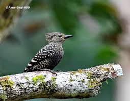 Image result for Tragia rupestris