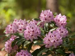 Rhododendrons Are Just Hard In The South Garden Hydrangea Care Smooth Hydrangea