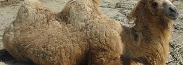 Whenever a desert dries out or a harsh now, you know how camels endure the long journeys through a hot desert without getting overheated! Two Humped Camel Facing Extinction Financial Tribune
