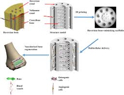 The model details, with labels, the end regions of a growing long bone, a process called enchondral ossification. 3d Printing Of Haversian Bone Mimicking Scaffolds For Multicellular Delivery In Bone Regeneration Science Advances