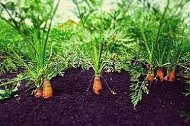 We did not find results for: How To Grow Carrots Southern States Co Op