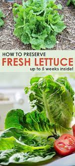 Fill a large container with ice water and place the leaves under the cold water. Preserving Lettuce Easy Tip For Keeping Lettuce Fresh Up To 5 Weeks