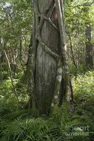 Naturehills.com has been visited by 10k+ users in the past month Strangler Fig And Cypress Tree Florida Photograph By Scott Camazine