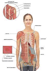 Proper anatomical name for muscles around rib cage : Yoga For Spine Mobility Anatomy Of The Spine And Rib Cage Rib Cage Anatomy Yoga Fashion Muscle Anatomy