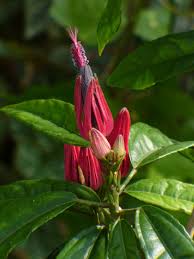 Image result for Pavonia