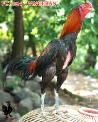 Hasil gambar untuk ayam bangkok