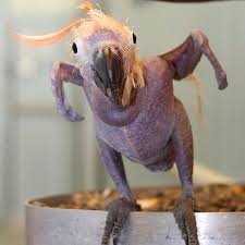 Bird With No Feathers Whatcha Looking At You Ain T Seen A Bird Without Feathers Hairless Animals Parrot Animals