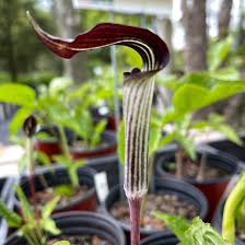 Image result for Arisaema