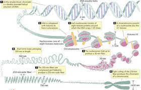 Topic 3 2 Chromosomes Amazing World Of Science With Mr Green