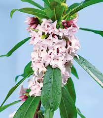 Add fragrance to your garden now. Daphne Perfume Princess Sonderartikel Bei Baldur Garten