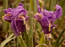 You can apply the above method. Iris Kemaonensis Wikipedia