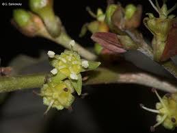 Image result for Cleistanthus polystachyus