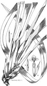 Image result for Cyanastrum johnstonii