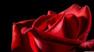 Please contact us if you want to publish a 4k neon wallpaper on our site. Ultra Hd Rose Wallpaper