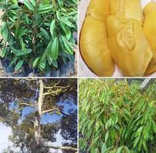 Check spelling or type a new query. Anak Pokok Durian Musang King Hybrid Kahwin 2 Feet Tall West Malaysia Only Buah Buahan Fruits Live Plant Lazada