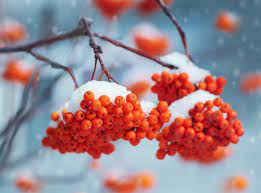 Free shipping on orders over $25 shipped by amazon. 7 Trees That Fruit In Winter One Green Planet