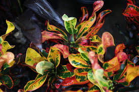 Image result for Croton kilwae