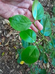 Image result for Psydrax