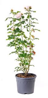 Роза плетистая uetersener klosterrose всесорта шт. Kletterrose Uetersener Klosterrose Rosa Uetersener Klosterrose Gunstig Online Kaufen
