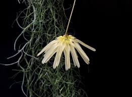 Image result for Bulbophyllum prorepens