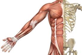 The major (long) bones of the human leg are the femur (thighbone), tibia (shinbone), and fibula (the functionally, the muscles of the leg are either extensors, responsible for the dorsiflexion of the foot under the foot it splits into a thick medial part attached to the navicular bone and a slightly weaker. Muscle Types Science Learning Hub