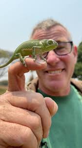 This young flap-necked chameleon has just shed its skin