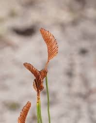 Image result for Schizaea