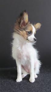 Baby Black And White Papillon Little Sofie Is A Tiny Papillon Puppy 3 Pounds At 3 Months Old Papillon Puppy Papillon Dog Papillon Dog Puppy