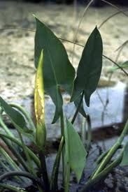 Keep in mind that the seedlings require full sun, though mature plants can tolerate partial shade. Peltandra Virginica Green Arrow Arum Discover Life Mobile