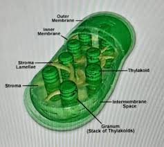 Animals are multicellular, eukaryotic organisms that belong to domain eukarya. What Are The Similarities Of Plant And Animal Cells Brainly