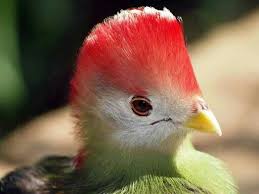 Bird With Red Mohawk Red Mohawk Bird Photo Bird Beautiful Birds