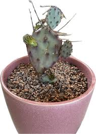 Image result for Opuntia