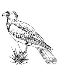 She is the master of disguise. Hawk Coloring Pages Download And Print Hawk Coloring Pages