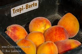 Tropi-Berta® Peach