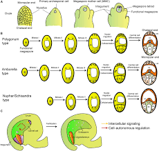 Types Of Embryo Sac In Plants. | Ppt