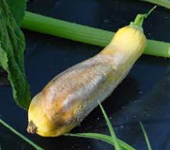 A number of fungi may cause disease on the leaves or the roots of turnips and rutabagas. Tnau Agritech Portal Crop Protection