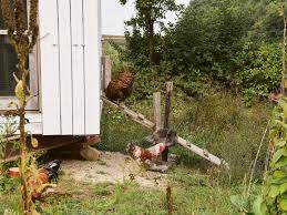 Wenn ihre kunden seriöse profis sind, sprechen sie sie so an. Huhner So Haltest Du Huhner In Deinem Garten Lowenzahn