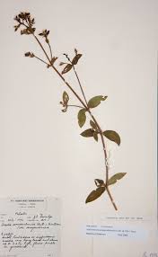 Image result for Antherotoma senegambiensis