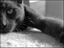 Check spelling or type a new query. How To Get Rid Of Cat Urine Smell Pethelpful