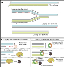What Is The Difference Between Leading And Lagging Strand - Pediaa.Com