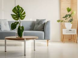 No hay ninguna regla sobre tener un sofá en la sala. 10 Plantas Perfectas Para Decorar La Sala De Tu Casa