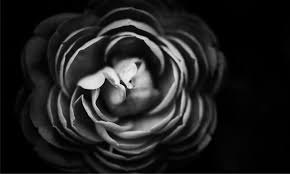 Image result for blach and white flower  photography