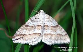 Image result for Mesotype parallelolineata