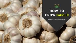 Your only one stop at the grocery store away from owning your very own garlic garden. How To Grow Garlic Propagation To Harvesting Agriculture Review