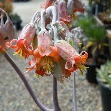 Image result for Cotyledon barbeyi