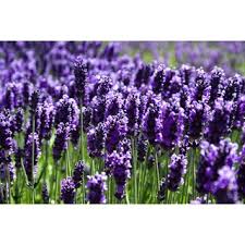Ternyata setiap bunga memiliki makna tersendiri. Amefurashi Bibit Benih Seeds Bunga French Lilac Bunga Ungu Harum Sangat Cantik Shopee Indonesia