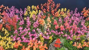 Image result for Disa walleri