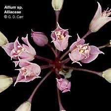 Image result for Alliaceae